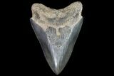 Serrated, Fossil Megalodon Tooth - Georgia #76479-2